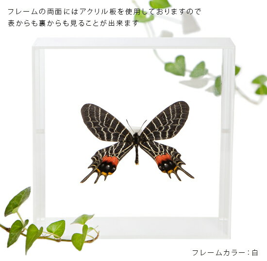 ����ɸ�� ĳ��ɸ�� ���ܥꥢ���� �������ե졼�� 15cm�� ��