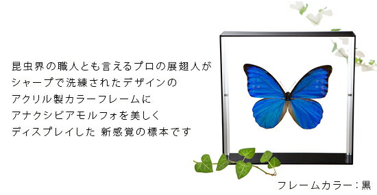 昆虫標本 蝶の標本 アナクシビアモルフォ アク...の紹介画像2