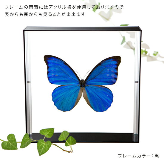 昆虫標本 蝶の標本 アナクシビアモルフォ アク...の紹介画像3