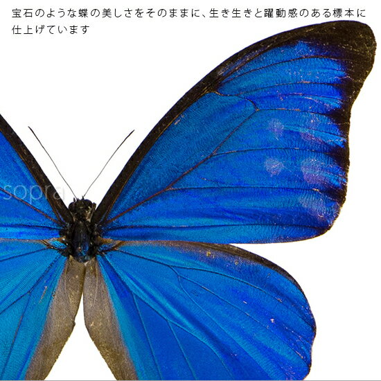 昆虫標本 蝶の標本 アナクシビアモルフォ メタリック調ライトフレーム 24cm角 2