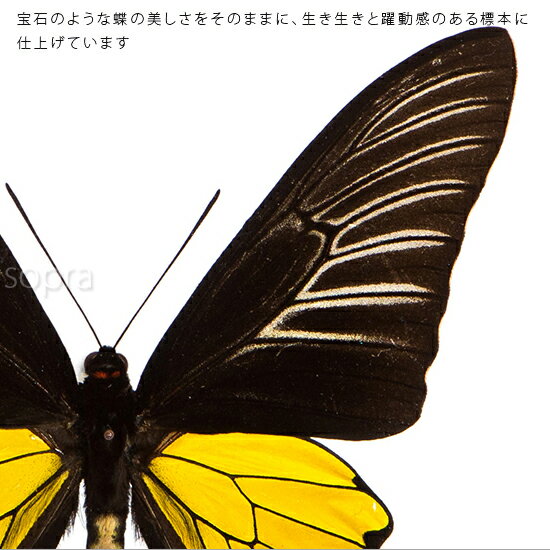 昆虫標本 蝶の標本 コウトウキシタアゲハ メタリック調ライトフレーム 24cm角 2