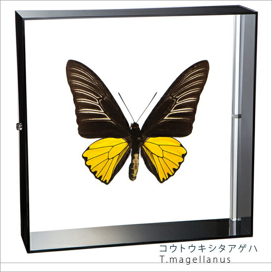 昆虫標本 蝶の標本 コウトウキシタアゲハ アクリルフレーム 20cm角 黒