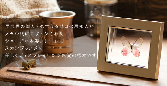 昆虫標本 蝶の標本 スカシジャノメ メタリック...の紹介画像2