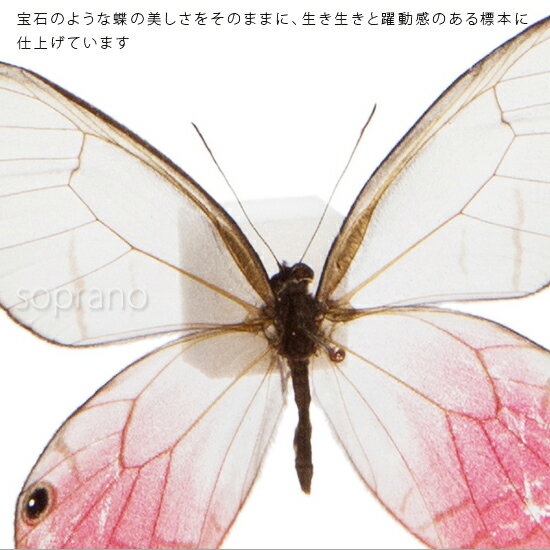 昆虫標本 蝶の標本 スカシジャノメ メタリック...の紹介画像3