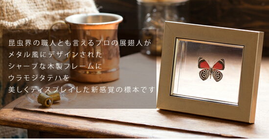 昆虫標本 蝶の標本 ウラモジタテハ メタリック調ライトフレーム 15×12cm 2
