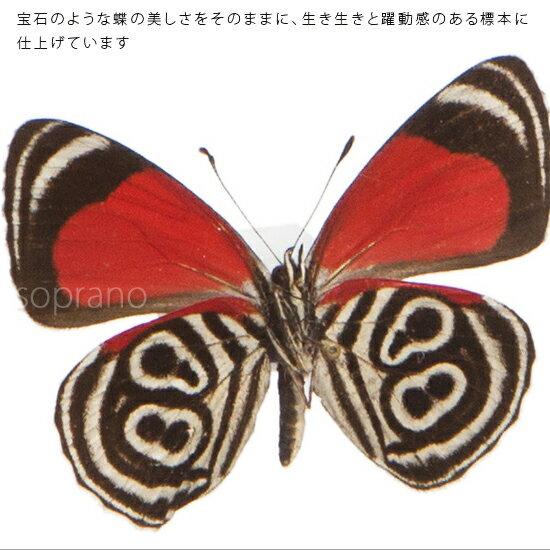 昆虫標本 蝶の標本 ウラモジタテハ メタリック調ライトフレーム 15×12cm 3