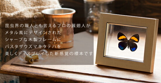 昆虫標本 蝶の標本 パスタザウズマキタテハ メタリック調ライトフレーム 15×12cm 2