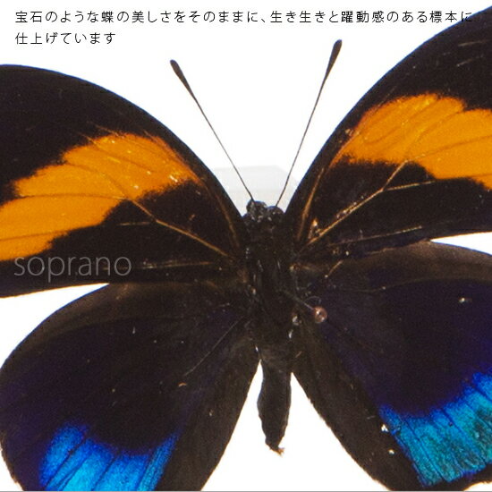 昆虫標本 蝶の標本 パスタザウズマキタテハ メタリック調ライトフレーム 15×12cm 3