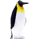 ●アメリカのSafari社が製作した海洋生物のフィギア です。 海の多彩な生物をリアルに再現したレプリカは種類も 豊富なので、思わずコレクションしたくなる逸品です。 コウテイペンギンについて *分類：ペンギン目ペンギン科コウテイペンギン属 *学名：Aptenodytes forsteri *平均体長：100〜130cm *フリッパー長：30〜40cm *平均体重：30〜38kg *生息地：南極大陸と周辺の流氷海域 *繁殖：冬に南極大陸沿岸 *生息数：繁殖つがい　22万組 *特徴：陸上では体が重たい為か、小さなペンギン 達のように、あまり活発に飛び跳ねたりはしない ようです。 大きさ以外で、外見的な特徴で目立つのが、ノド と頬の黄色やオレンジ色をしている羽毛の模様 です。黄色い羽毛部分は、『コウテイ』と『オウサマ』 それぞれで、模様の形と色が違います。 この2種には、下クチバシの両側に黄色のプレート が付いていて、年に1度の冠羽で羽毛が生え変わ る時は、クチバシのプレートも剥がれて新しい 物に変わります。 ほとんどのペンギンは1回の繁殖で卵を2個産む のですが、コウテイ属の2種は、1回の繁殖で1個 しか卵を産みません。 他属のペンギンは巣を作って卵を温めたりヒナを 育てるのですが、コウテイ属の2種は巣を作らずに ヒナが大きくなって歩き出すまで、親の足の上に 卵やヒナを乗せて育てます。 ■詳細 サイズ：3.5×8.5cm 材質：PVC メーカー：サファリ社（アメリカ）リアルに再現された海洋生物のレプリカ