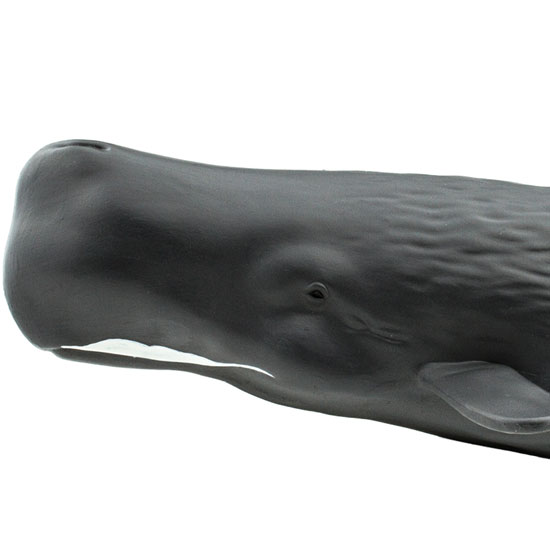 サファリ社フィギュア100209 マッコウクジラ