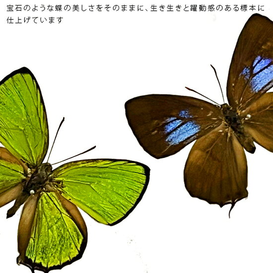 昆虫標本 蝶の標本 キリシマミドリシジミ 2頭...の紹介画像2