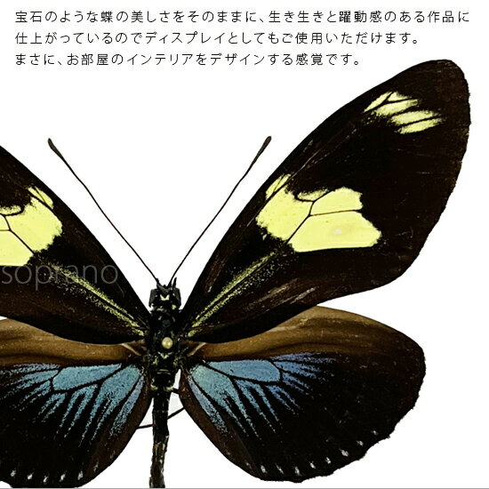 昆虫標本 蝶の標本 ドリスドクチョウ メタリック調ライトフレーム 19cm角 2