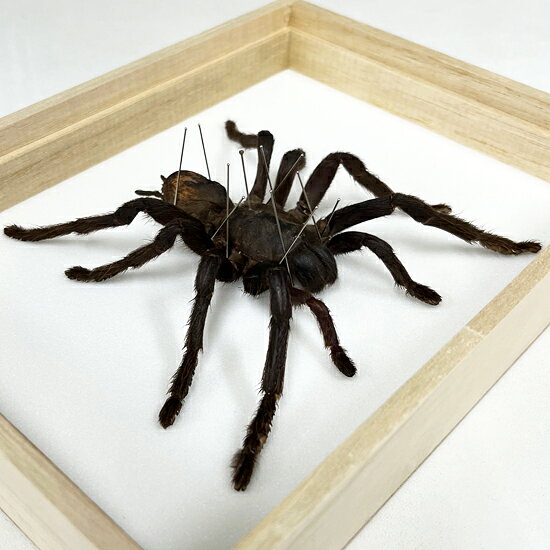 ソプラノの昆虫標本 タランチュラ 桐箱20.5×15.5cm｜アングル2