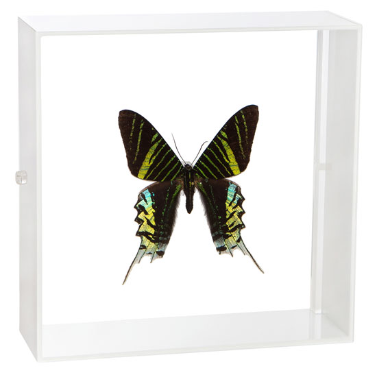 ●「昆虫界の職人」とも言えるプロの展翅人が、シャープで洗練されたデザインのアクリル製カラーフレームにナンベイニシキツバメガを美しくディスプレイした 新感覚の標本です。 宝石のような蝶の美しさをそのままに、「生き生き」と 躍動感のある作品に仕...