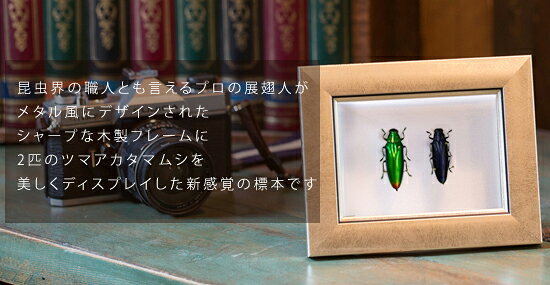 ソプラノの昆虫標本 ツマアカタマムシ 2匹 メタリック調ライトフレーム 15×12cm｜アングル2