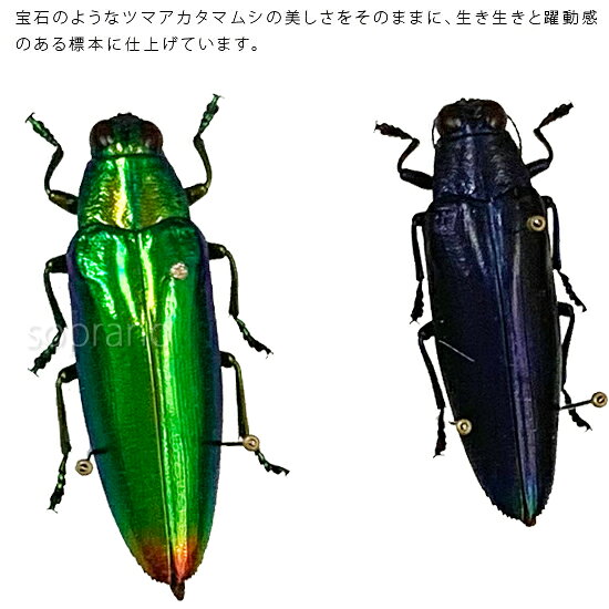 ソプラノの昆虫標本 ツマアカタマムシ 2匹 メタリック調ライトフレーム 15×12cm｜アングル3