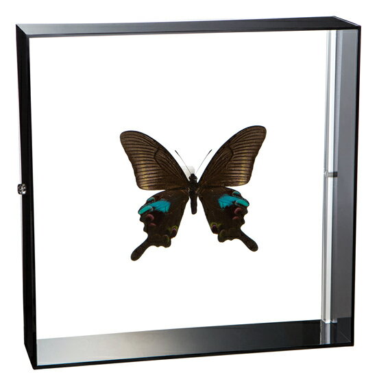 昆虫標本 蝶の標本 オオクジャクアゲハ アクリルフレーム 20cm角 黒