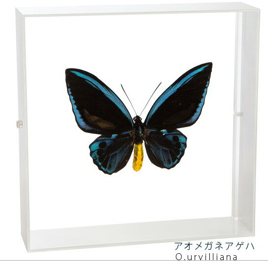 昆虫標本 蝶の標本 アオメガネアゲハ アクリルフレーム 20cm角 白