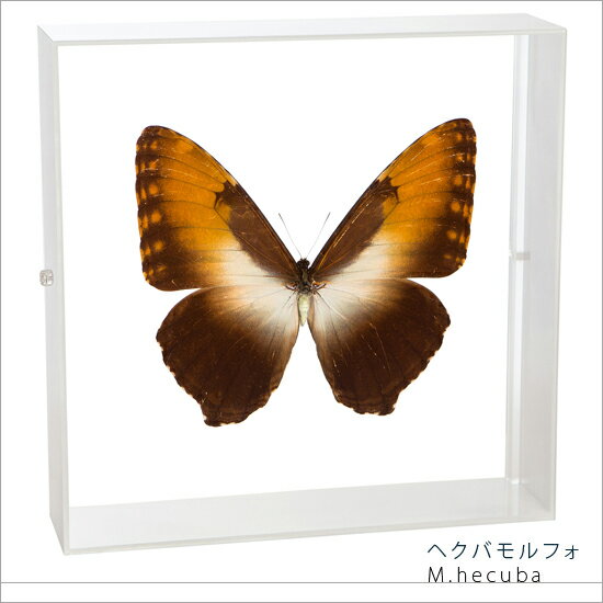 昆虫標本 蝶の標本 ヘクバモルフォ アクリルフレーム 20cm角 白