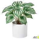 オフィスグリーン ペペロミア H21×W22cm ポット付 人工観葉植物 プランター FGP-21A 卓上ポット フェイクグリーン オフィス グリーン 人工植物 アートグリーン インテリアグリーン 観葉植物 オフィス家具 業務用 Aico アイコ【法人様限定】(3)