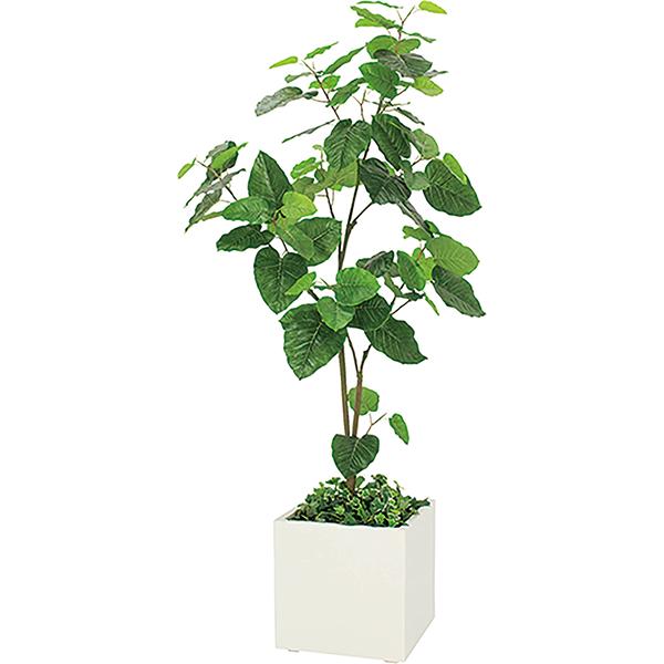 Rakuten - オフィスグリーン ウンベラータ W850×H1900×D850 ボックスプランター GR5002 390角 人工観葉植物 樹木プランター フェイクグリーン オフィス グリーン 人工植物 アートグリーン インテリアグリーン 観葉植物 オフィス家具 ベルク【法人様限定】
