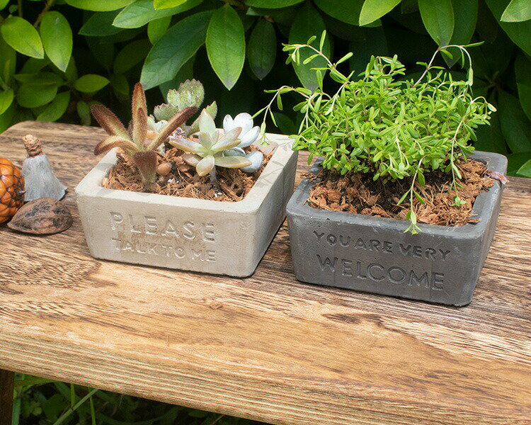陶製 プランター アクセプト・スクエアポットS 高さ4cm 2色 （ベージュグレー・ダークグレー）セメント 鉢植え 植木鉢 おしゃれ アンティーク 小物 多肉植物などの寄せ植えにぴったり