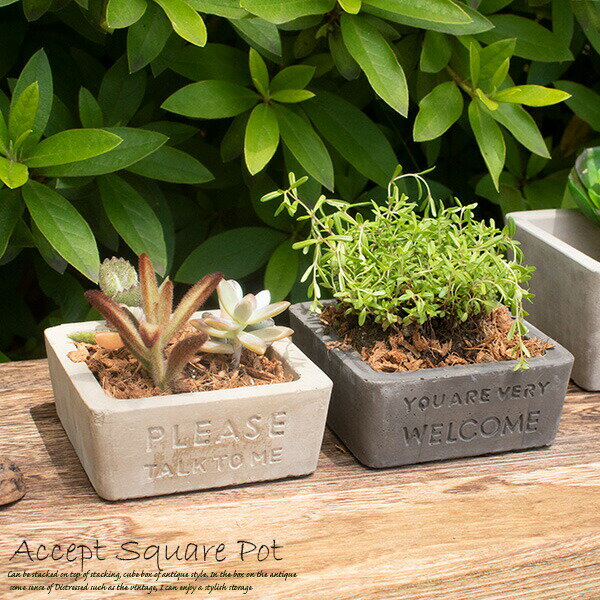 陶製 プランター アクセプト・スクエアポットS 高さ4cm 2色 （ベージュグレー・ダークグレー）セメント 鉢植え 植木鉢 おしゃれ アンティーク 小物 多肉植物などの寄せ植えにぴったり