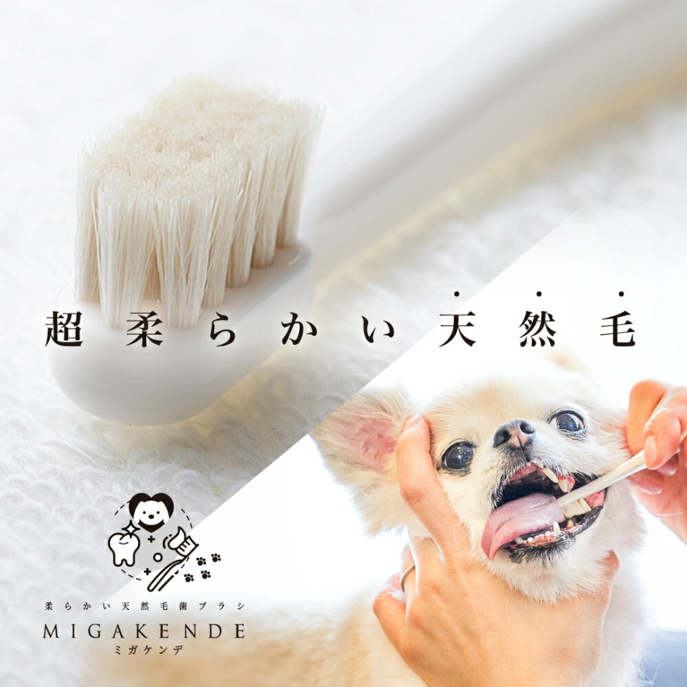 ŷ���� ���֥饷 �ߥ������ ���٤�1�� �� ���� ���֤餷 �ڥåȻ��֥饷 ���ߤ��� ���� ������� ������ ���᤭ �ڥå��� �ǥ󥿥륱�� ���餫 ǭ �ڥå� �ý� ������ ���� �ڥå����� �ڥåȥ��å� MIGAKENDE �͵� �������� ���ե� �� ��