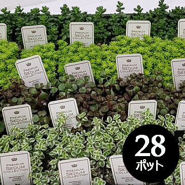 セダム 3寸 (3号 9cmポット) 28個 セット 寄せ植え グランドカバー 多肉 品種 アソート おまかせ 大量 市場直送 お得 ケース販売 まとめ買い ベンケイソウ 万年草 下草 多肉植物 多年草 [H]