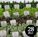 セダム 3寸 (3号 9cmポット) 28個 セット 寄せ植え グランドカバー 多肉 品種 アソート おまかせ 大量 市場直送 お得 ケース販売 まとめ買い ベンケイソウ 万年草 下草 多肉植物 多年草 [H]