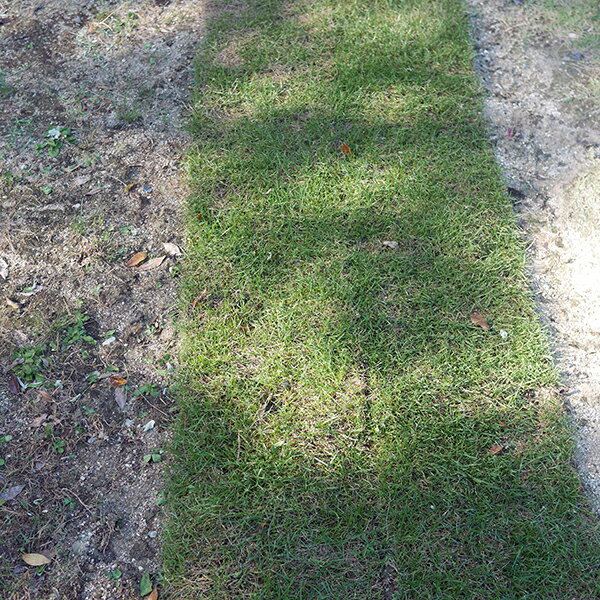 芝ロール 西洋芝 天然芝 芝生の完成品をお届け！ 巻芝 1平米美しい最高級の芝