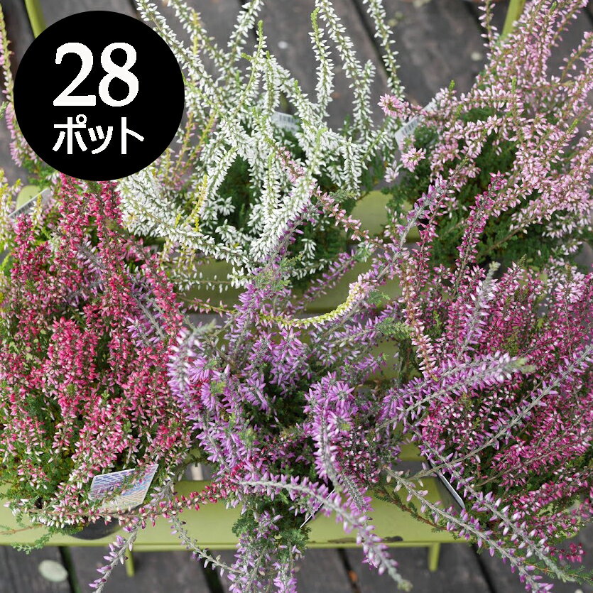 ［10/7よりi発送開始］カルーナ...