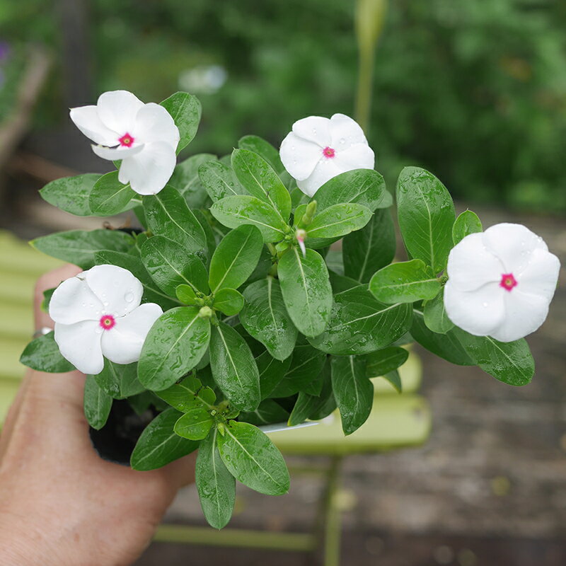 日々草を挿し木で増やす方法 ガーデニング たか爺の楽しい家庭菜園 ガーデニングなど