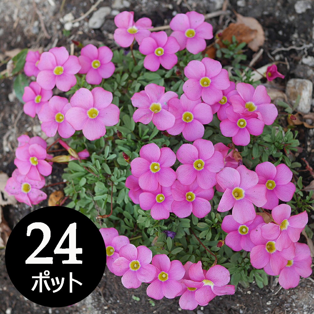 オキザリス 桃の輝き 花苗 24個 セット(3.5寸) ケース販売　華やかに秋冬の庭を彩ります　ピンク　ガーデン　冬の花壇 24株　市場直送 寄せ植え ハンギング 春まで咲く 冬咲き 草花の苗