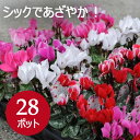 10月下旬頃より発送 花苗 ガーデンシクラメン 28個 セット(3寸 3号 9cmポット) カラーミックス ケース販売　赤、ピンク、白　冬の花壇