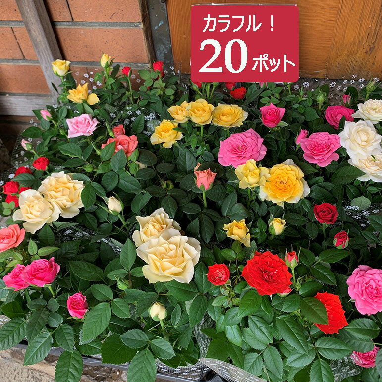 ミニバラ 苗 20個 セット 3寸(3号 9cmポット) 花苗 鉢 鉢植え カラーミックス ノベルティ ギフト 記念品 景品 粗品 ケース販売