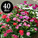 なでしこ テルスター 花苗 40個 セット (3号 9cmポット) 先着150名にまくだけ肥料付! カラー ミックス 撫子 ナデシコ ケース販売 秋の花壇 秋の花 40株 市場直送 花壇 鉢植え 冬の花 撫子 お色おまかせ お任せ 学校 幼稚園 会社の花壇に 寄せ植え 大量