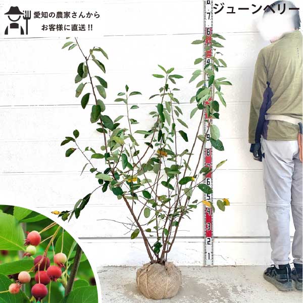 ［生産者直送］ジューンベリー樹高約...