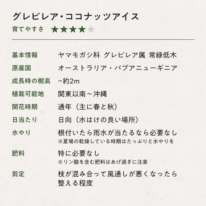 グレビレア・ココナッツアイス 7号 3-4年生苗 樹高0.8-1.2m 大苗 オージープランツ...