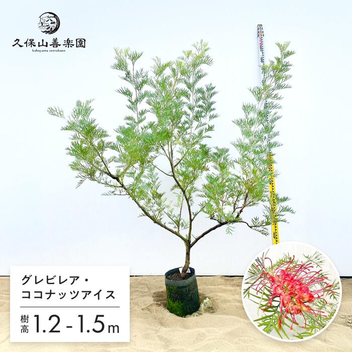 グレビレア ココナッツアイス 樹高1.2-1.5m 大苗 オージープランツ 苗木 シンボルツリー. 人気 常緑低木ネイティブプランツ オーストラリア 久保山善楽園［KB］