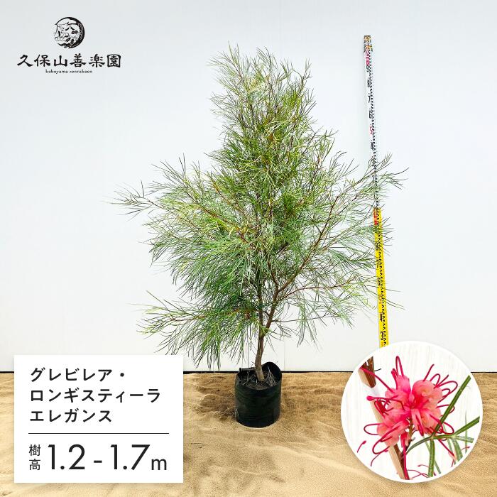 楽天市場】グレビレア（高さ（植物）131cm ～）の通販