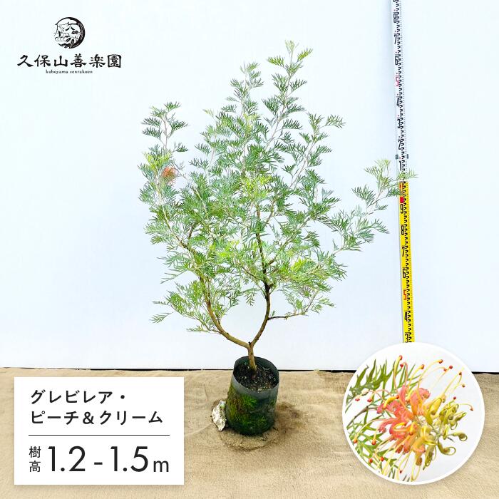 **3月中旬以降発送** グレビレア・ピーチアンドクリーム 7号 3-4年生苗 1.2-1.5m大苗 オージープランツ 苗木 シンボルツリー 人気 常緑低木ネイティブプランツ オーストラリア 耐暑性 耐乾性露地栽培 by 久保山善楽園［KB］