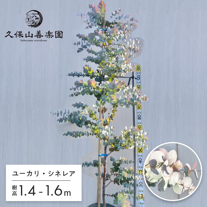 ポポラス シネレア 7号 3-4年生苗樹高1.4-1.6m 大苗 オージープランツ 苗木 シンボルツリー 人気　常緑低木 ネイティブプランツ オーストラリア 耐暑性 耐乾性 露地栽培 by 久保山善楽園［KB］