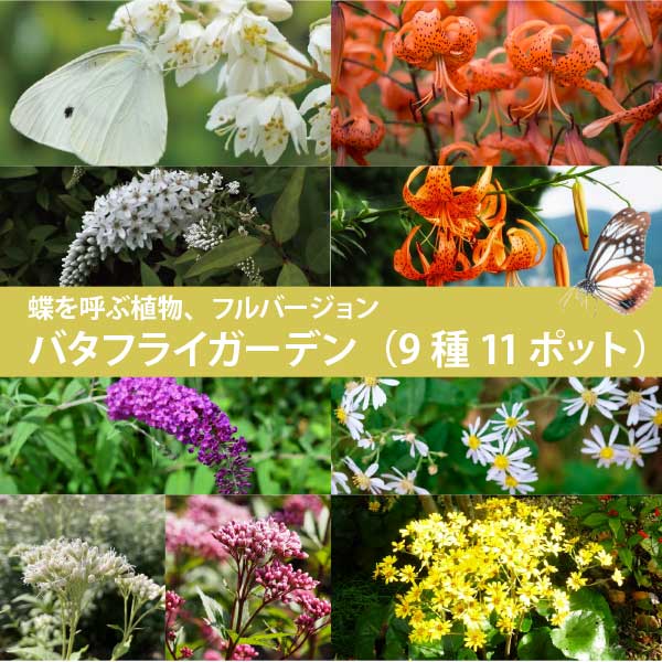 蝶を呼ぶ バタフライガーデン 9種11ポット 苗 フルセット フジバカマ ブッドレア バタフライブッシュ アサギマダラ アゲハ 多年草 宿根草 [TK]
