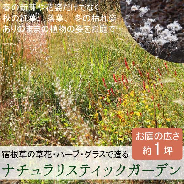 24時間以内にメールが届かない場合は問合せフォームからご連絡ください。 ◆ナチュラリスティックガーデン（広域タイプ：約1坪）◆ ※宿根草をメインとしたお庭造りセット 何年も楽しめる多年草（宿根草）をお庭に植えませんか？ ※植える広さ：約1坪 毎年少しづつ大きく成長していく様子が楽しめ、 植物に高低差があるので、初心者の方でも簡単に 春は新芽、秋には実や穂、冬は葉や花の枯れ姿を 植物のありのままを楽しめるナチュラリスティックガーデンを ご自宅のお庭に！ ◆適した環境：日向から半日陰（午前中数時間日が当たる様な場所） ◆植え付け時期：春と秋が好ましいですが、厳冬期と盛夏を除けば年中植え付け可能です。 ※セット内容 ■ミューレンベルギア（15cmポット）×1 ■カレックス（15cmポット）×1 ■ペニセタム・ピロサム（15cmポット）×1 ■ユーパトリウム・ハゴロモ（15cmポット）×2 ■エリゲロン（9cmポット）×5 ■ガウラ（15cmポット）×3 ■エキナセア（12cmポット）×3 ■ラベンダー・グロッソ（15cmポット）×1