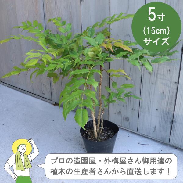 ※注文を受けてから、生産者さんに在庫を確認します。 （時期により在庫がない場合もございます。ご了承くださいませ） 24時間以内にメールが届かない場合は問合せフォームからご連絡ください。 ※写真はイメージです。生育状況、季節などにより異なる場合がございます。 ■植物名：ヒイラギナンテン（常緑低木） ■メギ科 / メギ属（マホニア属） ■ポットサイズ：5寸（15cm） ■お届け時の樹高：約30cm &nbsp; &nbsp;&nbsp; &nbsp; &nbsp; &nbsp; &nbsp; &nbsp; &nbsp; &nbsp;