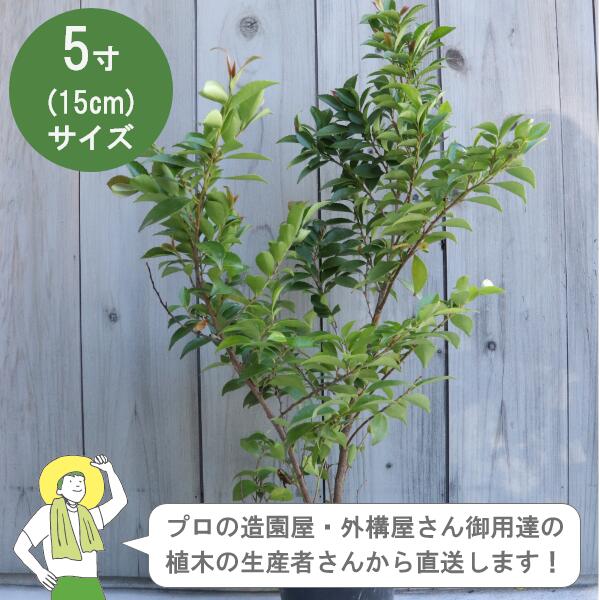 Other - ［生産者直送］ヒサカキ 樹高約40cm 15cmポット植木　常緑低木 植栽　生垣　［IO］