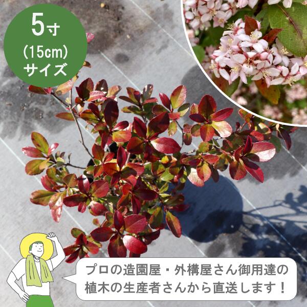 Rakuten - ［生産者直送］ヒメシャリンバイ 樹高約30cm 15cmポット カラーリーフ　植木　常緑低木 植栽　生垣［IO］