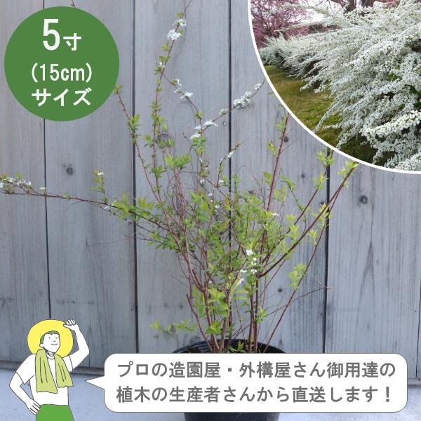 Rakuten - ［生産者直送］ユキヤナギ 樹高約30cm 15cmポット シモツケ　雪柳　植木　落葉低木 植栽　［IO］