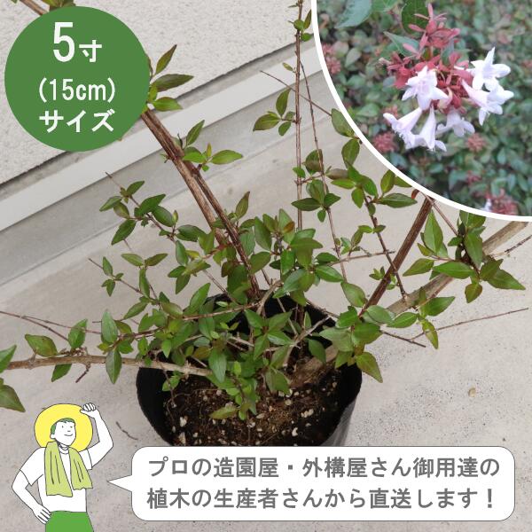 Rakuten - ［生産者直送］アベリア ベーシック 緑葉（半常緑） 樹高約30cm 15cmポット 垣根　生け垣　植木　常緑低木 植栽　スイカズラ科［IO］